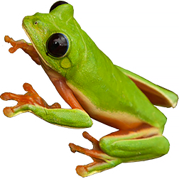 Black-Eyed Tree Frog